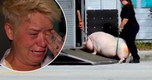 گریه و زاری زن آمریکایی که حیوان خانگی ۱۸۰ کیلویی اش را ماموران با خود بردند