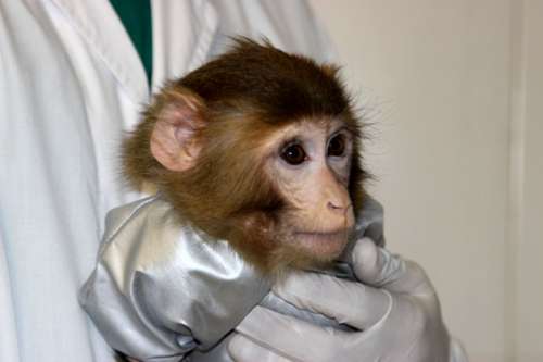میمون های فضانورد ایرانی بعد از 12 سال تعیین تکلیف شدن!!