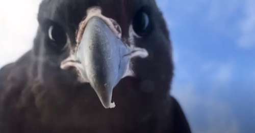 تصاویری که نشان می دهد شاهین ها پرندگان بسیار باهوشی هستند + ویدیو