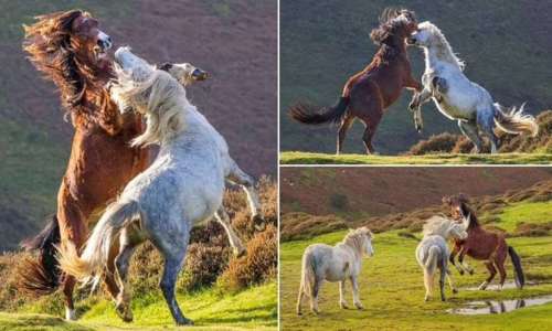تصاویر خیره‌کننده‌ی نبرد دو اسب وحشی نر برای نشان دادن برتری خود به یک ماده