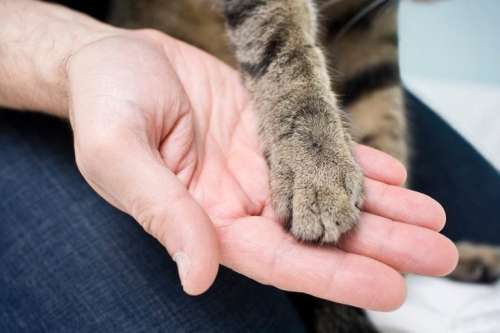 حساسیت به گربه؛ دلایل ایجاد حساسیت به گربه و درمان آن