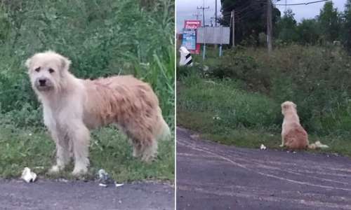 سگ گمشده‌ای که ۴ سال کنار جاده منتظر ماند تا صاحبش او را پیدا کند + ویدیو