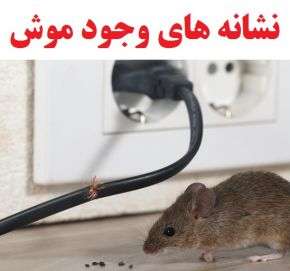 علائم و نشانه های وجود موش در خانه + راه نابودی