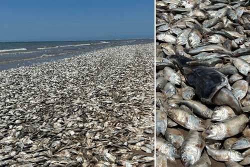 هزاران تن ماهی مرده در ساحل ژاپن؛ ۳ ماه پس از تخلیه آب رادیواکتیو در دریا + ویدیو