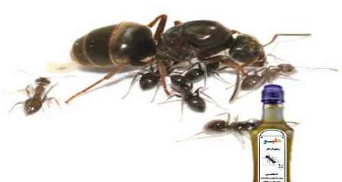 فواید روغن مورچه برای بدن و فواید استفاده از روغن مورچه برای سلامت بدن