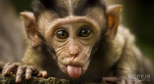 عکس میمون هندی