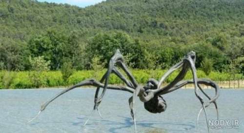 عکس جنگل عنکبوت در استرالیا