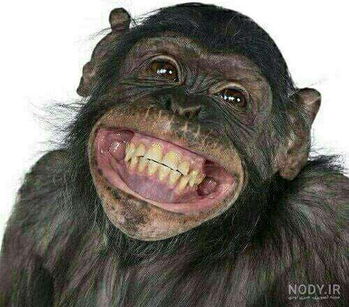 عکس میمون لبخند زده