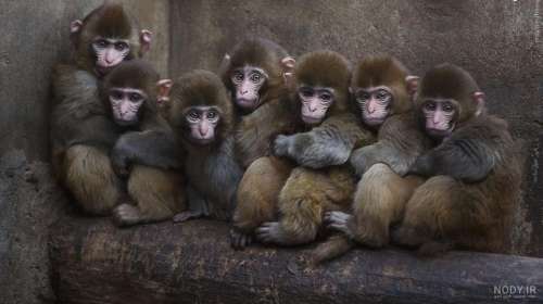 عکس دست جمعی میمون ها