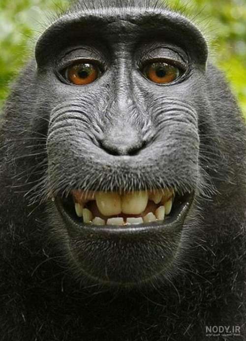 عکس میمون زشت ترسناک