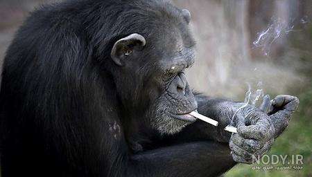 عکس میمون در حال سیگار کشیدن