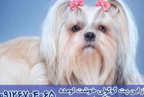 عکس سگ شیتزو ایران