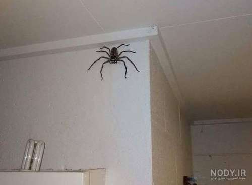 عکس عنکبوت استرالیا