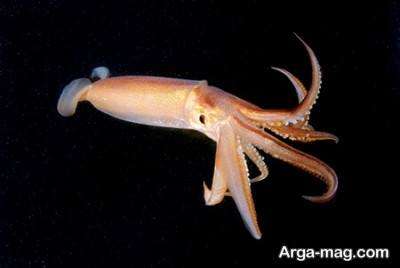 آشنایی با ماهی مرکب و دانستنی های علمی درباره این ماهی خاص