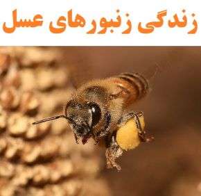 تحقیق در مورد زندگی زنبورهای عسل و دانستنی کندوی عسل