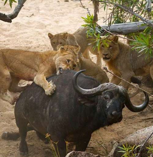 فیلم شکار بوفالو توسط گله شیرها جنگ حیوانات وحشی با کیفیت HD