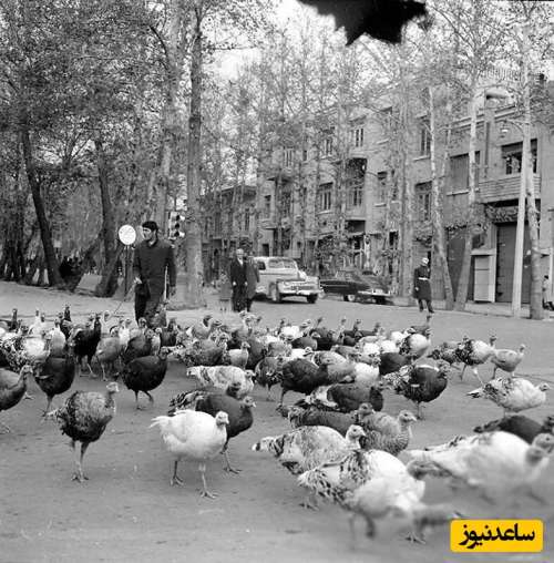 بوقلمون‌چرانی در خیابان‌های تهران قدیم!+عکس