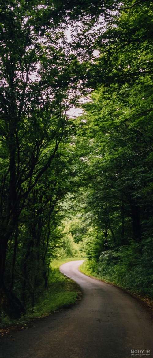 عکس پس زمینه گوشی جنگل