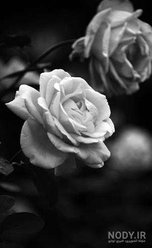 عکس گل برای پروفایل سیاه سفید