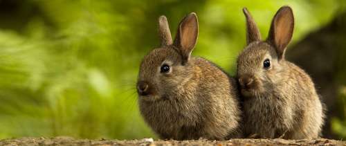 نگهداری خرگوش: هر آنچه باید راجع به خرگوش و نگهداری آن در خانه بدانید!
