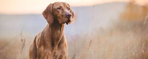 سگ ویزسلا: آشنایی با نژاد Vizsla و ویژگی آن‌ها