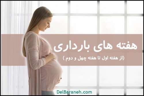 هفته های بارداری | مراقبت های بارداری از هفته ۱ تا ۴۲