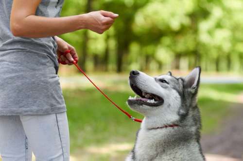بازی با سگ: چطور با سگ خود اصولی بازی کنیم؟