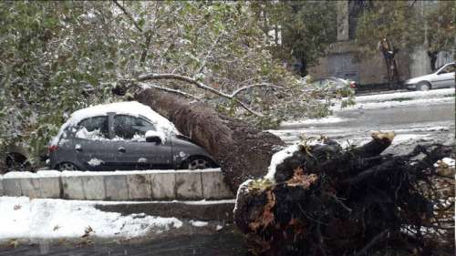 سقوط درخت روی خودرو در قیطریه/عکس