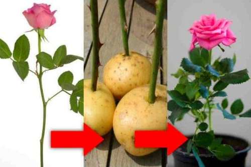 تکثیر گل رز چیده شده با سیب زمینی! + آموزش
