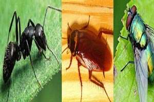 تعبیر خواب مورچه، مگس و سوسک/ خواب های رایج